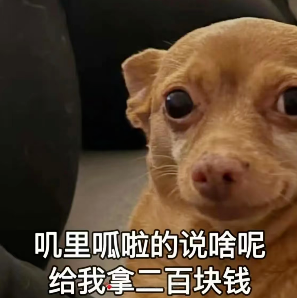 小狗一脸严肃，配文“叽里呱啦的说啥呢 给我拿二百块钱”超搞笑 杂七杂八的表情包表情包图片gif动图 - 求表情网,斗图从此不求人!