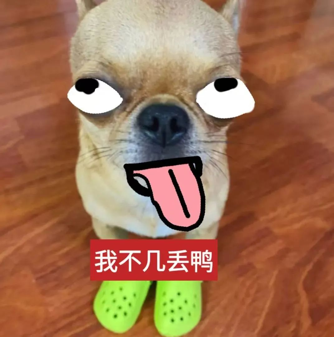 可爱小狗吐舌瞪眼，穿着绿鞋配文“我不几丢鸭”超萌表情包 表情包｜我不几丢鸭表情包图片gif动图 - 求表情网,斗图从此不求人!
