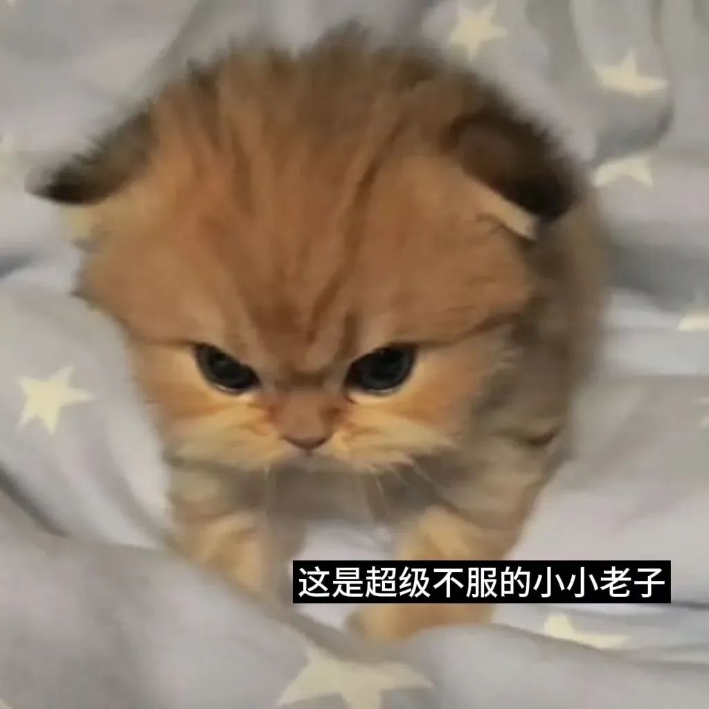 可爱小猫满脸不服气,“这是超级不服的小小老子”萌翻啦 小小老子表情包 | 猫咪表情包表情包图片gif动图 - 求表情网,斗图从此不求人!