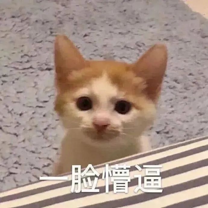 可爱小猫一脸懵逼，萌态尽显的超有趣表情包 表情包｜表情包动态图gif小图表情包图片gif动图 - 求表情网,斗图从此不求人!