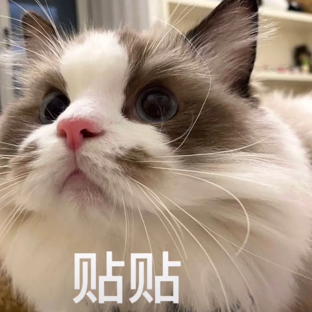 可爱布偶猫大眼萌脸配文“贴贴”,萌化人心的撒娇表情包 近期最火的表情包,是这些!表情包图片gif动图 - 求表情网,斗图从此不求人!