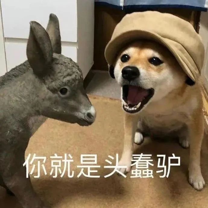 戴帽狗狗对着驴玩偶张嘴大喊“你就是头蠢驴”超搞笑 超级无敌好用的表情包表情包图片gif动图 - 求表情网,斗图从此不求人!