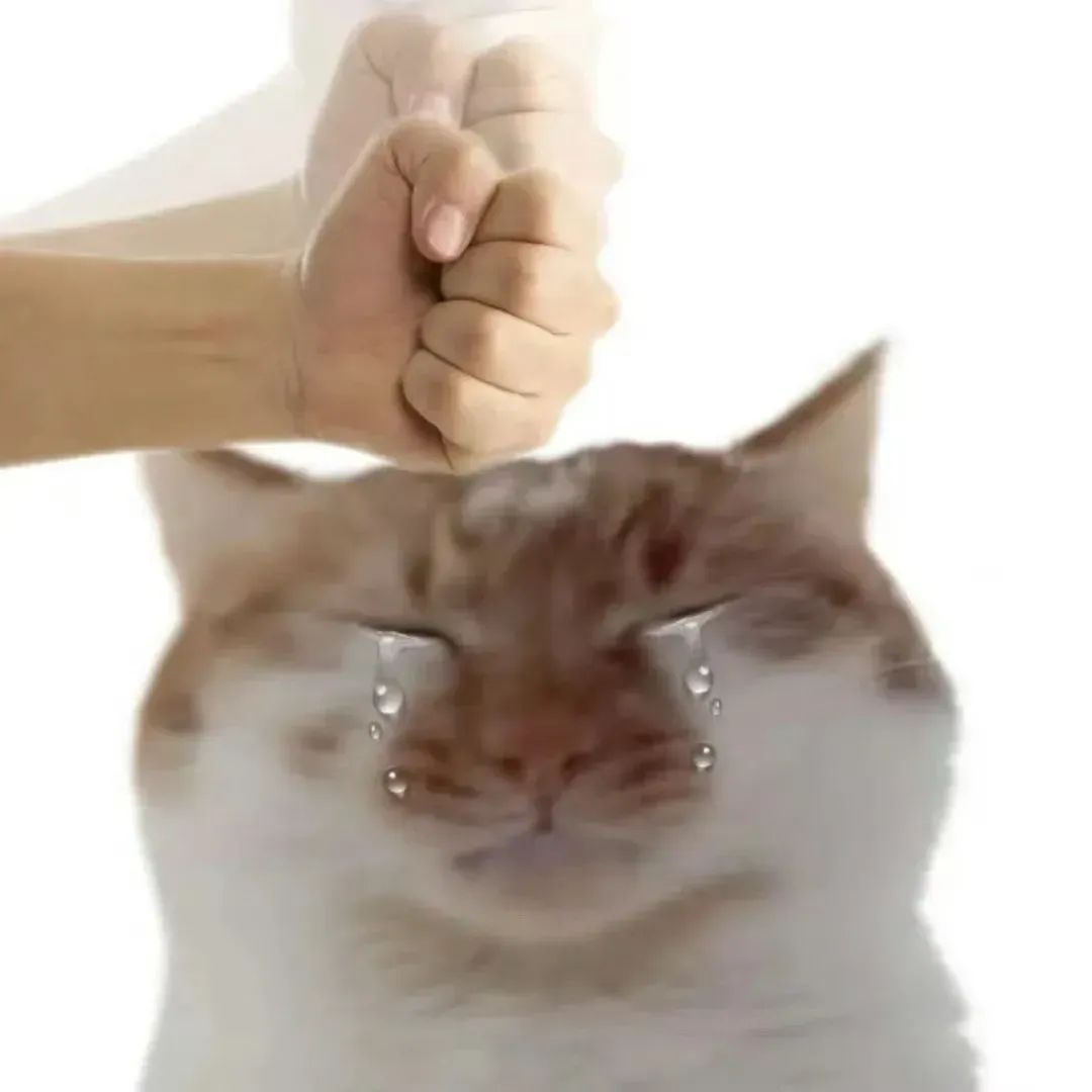 抽象小猫表情包 相关表情包,表情包专辑 - 求表情网,斗图从此不求人!