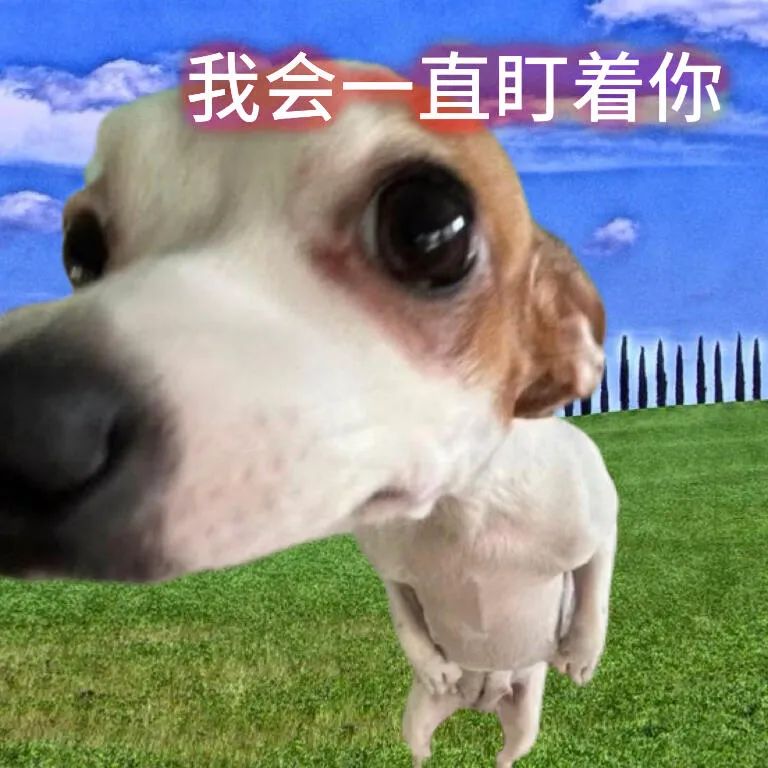 《我会一直盯着你》，可爱狗狗专注表情令人忍俊不禁 表情包丨诡秘，阳光好刺眼表情包图片gif动图 - 求表情网,斗图从此不求人!