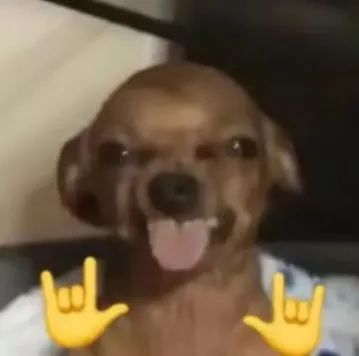 可爱小狗吐舌比耶 魔性表情超有趣 今日份表情包 丨 好好当狗表情包图片gif动图 - 求表情网,斗图从此不求人!