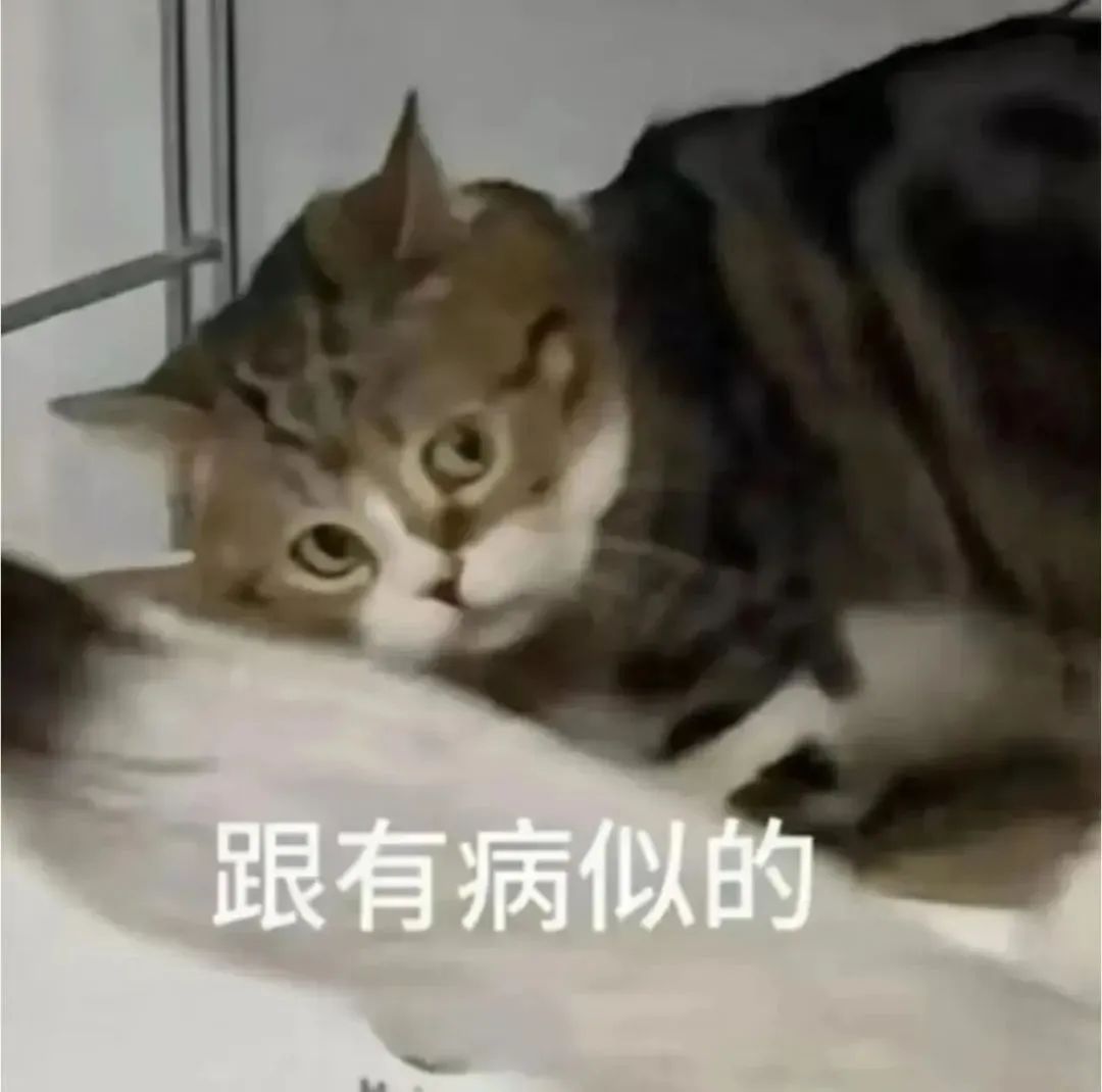 猫咪一脸嫌弃表情,配文“跟有病似的”,尽显无奈与厌弃 发癫抽象动图表情包(500张)表情包图片gif动图 - 求表情网,斗图从此不求人!