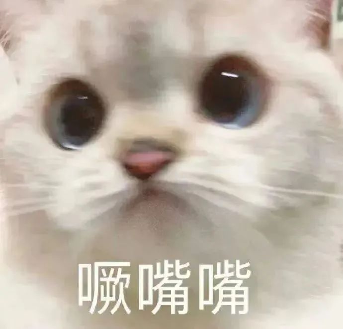 可爱猫咪噘嘴卖萌,这张表情包也太萌太治愈啦 可直接保存的表情包(你 去给我炒俩菜)表情包图片gif动图 - 求表情网,斗图从此不求人!