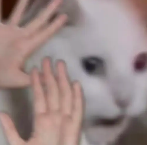 可爱猫咪被手逗弄，表情呆萌超有趣的表情包 表情包 | 耳洞打这里对吗表情包图片gif动图 - 求表情网,斗图从此不求人!