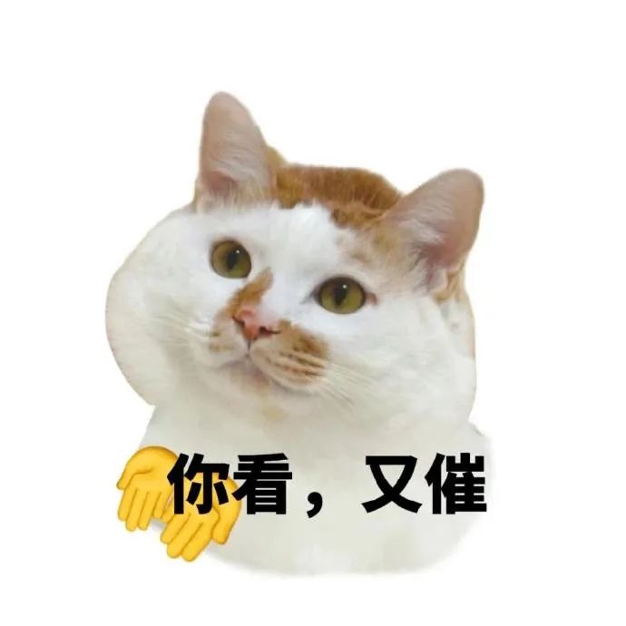 可爱猫咪配文“你看,又催”,无奈又好笑的催婚催育表情包 猫咪表情包| 你看,又急 表情包图片gif动图 - 求表情网,斗图从此不求人!