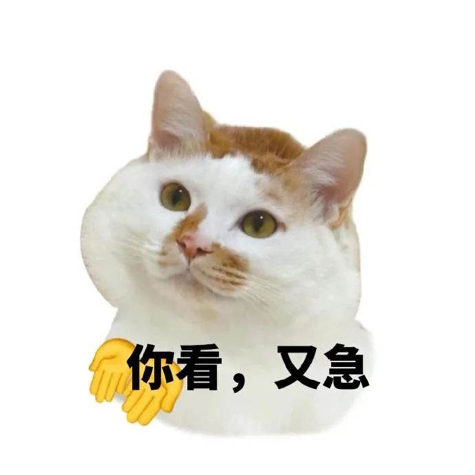 可爱猫咪表情呆萌，配文“你看，又急”尽显无奈与好笑 猫咪表情包| 你看，又急 表情包图片gif动图 - 求表情网,斗图从此不求人!