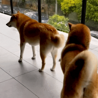 两只柴犬背对背站立,仿佛在闹别扭的可爱模样 表情包|成年人斗图表情包gif图表情包图片gif动图 - 求表情网,斗图从此不求人!