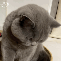灰猫低头神情专注，可爱模样尽显萌态 表情包｜迷你表情包gif动图可爱表情包图片gif动图 - 求表情网,斗图从此不求人!