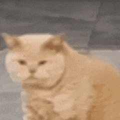 呆萌胖猫一脸懵，可爱模样让人忍俊不禁 表情包抽象动图表情包图片gif动图 - 求表情网,斗图从此不求人!