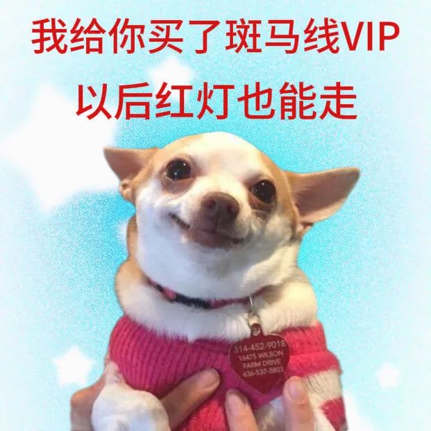 《可爱小狗穿粉衣，配文“我给你买了斑马线VIP”超有趣》 表情包丨我有力量度过任何难关表情包图片gif动图 - 求表情网,斗图从此不求人!
