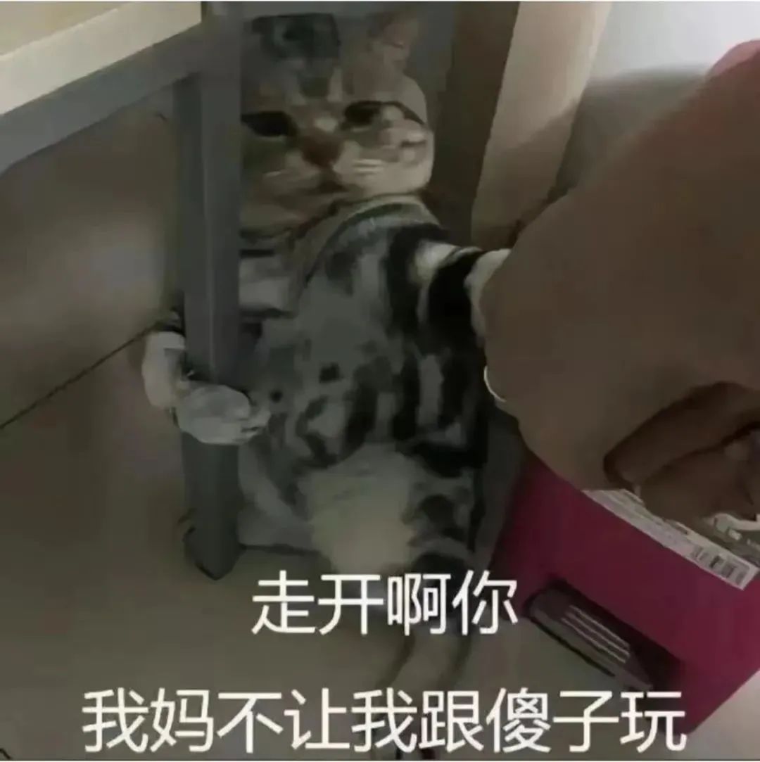 猫咪一脸嫌弃并推开手,配文“走开啊你 我妈不让我跟傻子玩” 表情包丨和我结芬表情包图片gif动图 - 求表情网,斗图从此不求人!