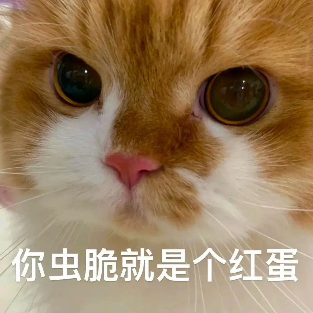 可爱橘猫瞪大眼，配文“你虫脆就是个红蛋”，萌趣十足 表情包丨你要亲亲我吗表情包图片gif动图 - 求表情网,斗图从此不求人!