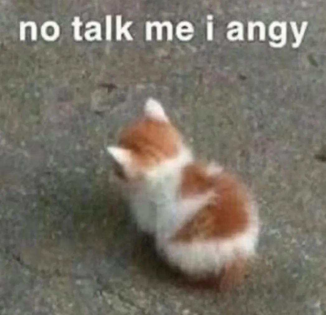 小猫背对镜头超生气,配文“no talk me i angry”可爱又傲娇 表情包丨你要亲亲我吗表情包图片gif动图 - 求表情网,斗图从此不求人!
