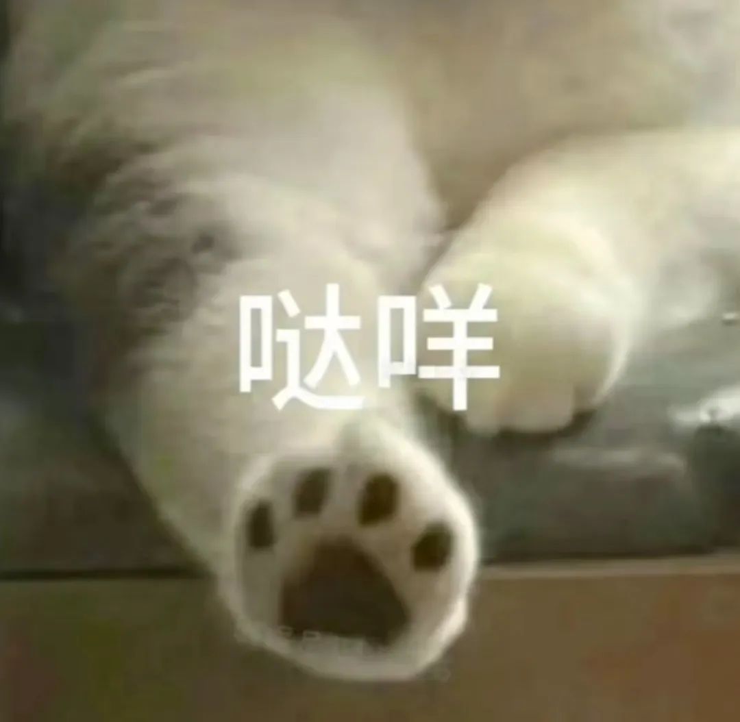 可爱猫咪的大爪子配上“哒咩”文字，超萌拒绝表情包 表情包丨我把你床地址告诉蚊子表情包图片gif动图 - 求表情网,斗图从此不求人!