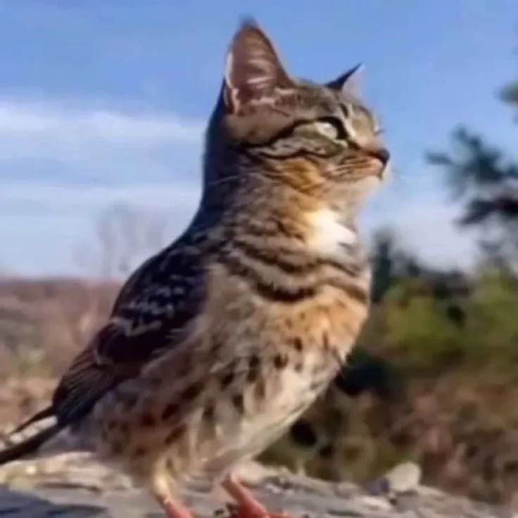 可爱的猫鸟混血生物，站在户外一脸傲娇的模样 热门抽象表情包表情包图片gif动图 - 求表情网,斗图从此不求人!