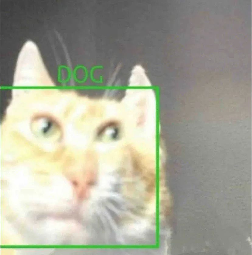 图中橘猫上方标着“DOG”,表情呆萌,形成有趣的反差萌 表情包 | 不想上班表情包图片gif动图 - 求表情网,斗图从此不求人!