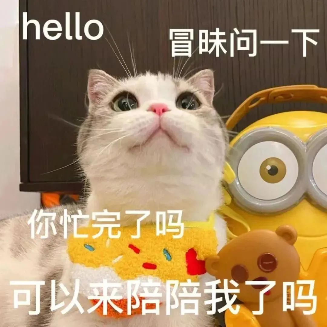可爱猫咪配文“hello 冒昧问一下 你忙完了吗 可以来陪陪我了吗” 神经但实用聊天表情包表情包图片gif动图 - 求表情网,斗图从此不求人!