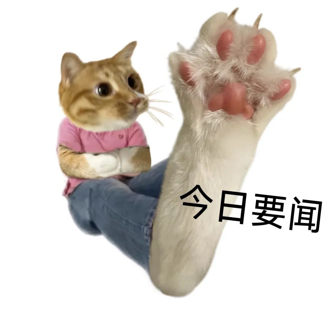 可爱猫咪穿粉衣牛仔裤,亮出大爪配文“今日要闻”的趣味表情包 表情包 渴望爱情表情包图片gif动图 - 求表情网,斗图从此不求人!