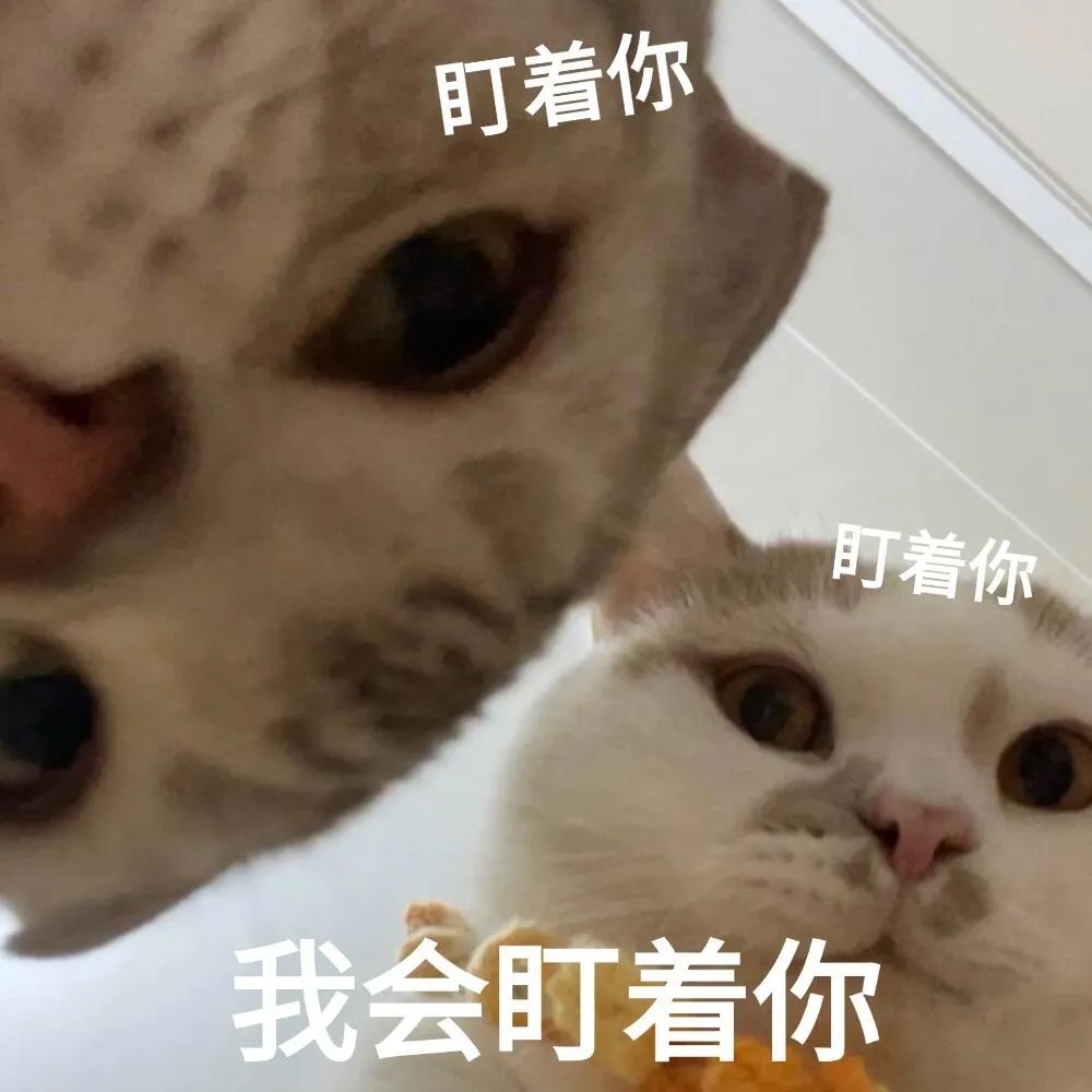可爱猫咪表情包，眼神紧盯配文“我会盯着你”，萌趣又有压迫感 表情包丨研究的尽头是玄学表情包图片gif动图 - 求表情网,斗图从此不求人!