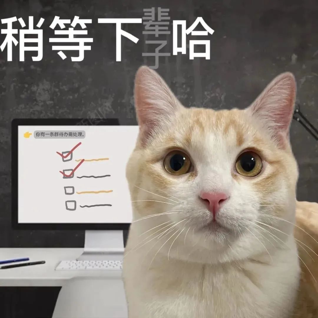 猫咪呆萌表情配文“稍等下子哈”，电脑显示有群待办需处理 表情包｜成年人表情包gif图表情包图片gif动图 - 求表情网,斗图从此不求人!