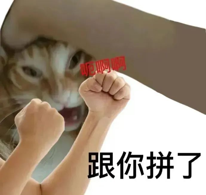 猫脸凶狠配“吼啊啊”,双手握拳表示“跟你拼了”的决心 表情包|日常互怼实用表情包表情包图片gif动图 - 求表情网,斗图从此不求人!