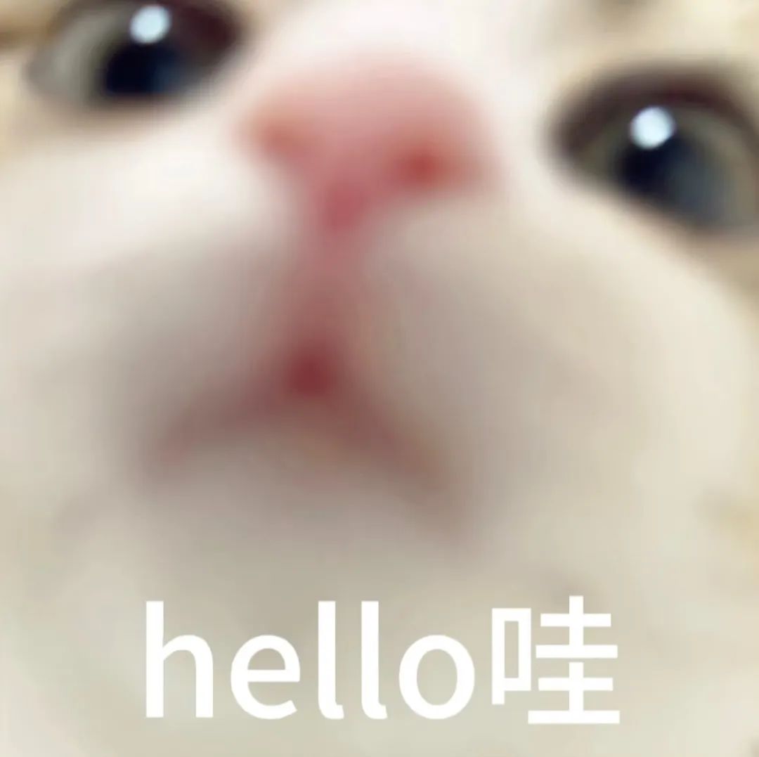 可爱猫咪的脸部特写,配上“hello哇”超萌打招呼表情包 表情包丨千载奇遇表情包图片gif动图 - 求表情网,斗图从此不求人!