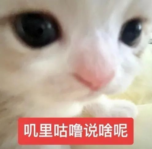 可爱猫咪大眼呆萌,配文“叽里咕噜说啥呢”超有趣 表情包丨立秋贴秋膘表情包图片gif动图 - 求表情网,斗图从此不求人!