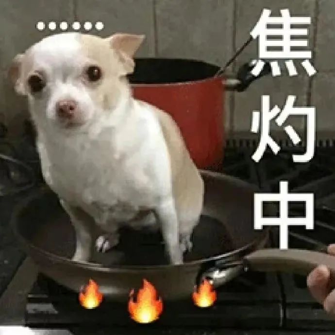 小狗坐在热锅上,配文“焦灼中”,尽显无奈与焦急 表情包|抽象表情包又丑又贱图表情包图片gif动图 - 求表情网,斗图从此不求人!