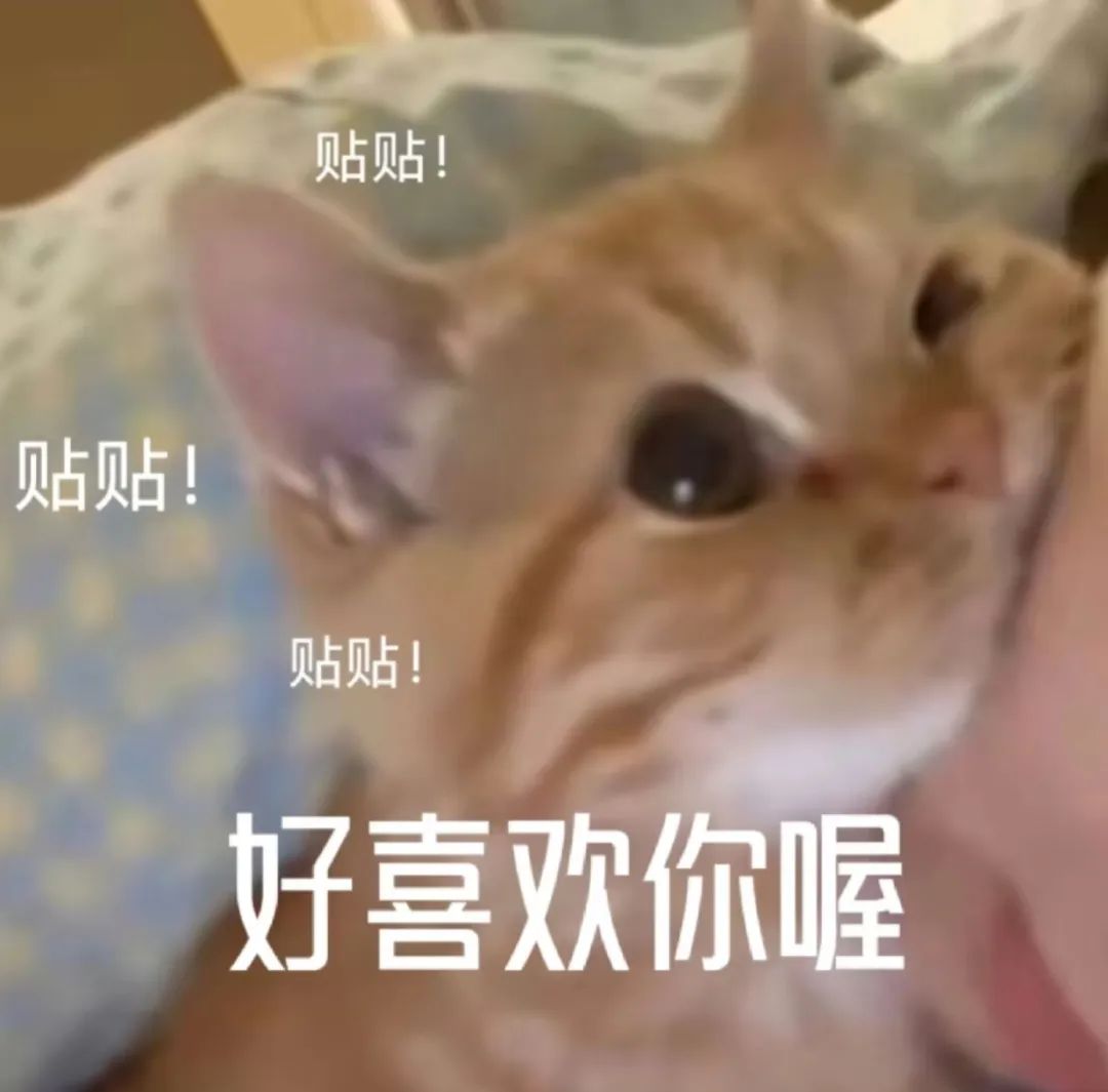 可爱橘猫不断“贴贴”,配上“好喜欢你喔”,萌化人心的撒娇表情包 表情包丨我想离开浪浪山表情包图片gif动图 - 求表情网,斗图从此不求人!