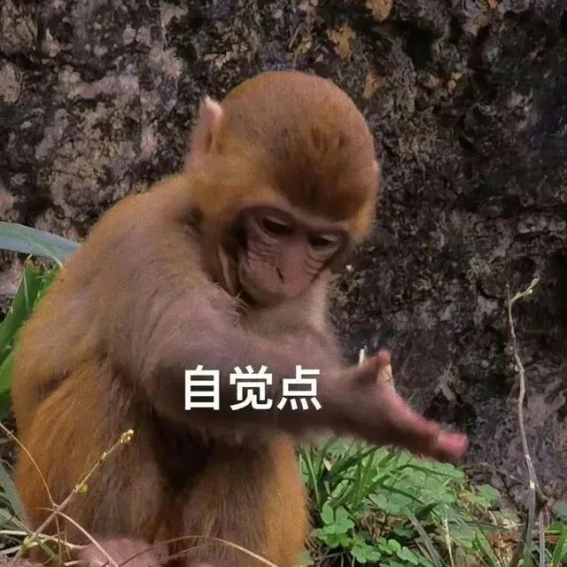 可爱小猴伸出手,配文“自觉点”,俏皮又有警示意味 表情包|你猴有麦表情包图片gif动图 - 求表情网,斗图从此不求人!