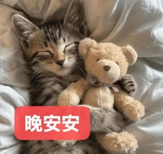 小猫抱着泰迪熊甜甜入睡,配文“晚安安”超温馨 可爱咪咪表情包 我就凶你咋的啦₍表情包图片gif动图 - 求表情网,斗图从此不求人!