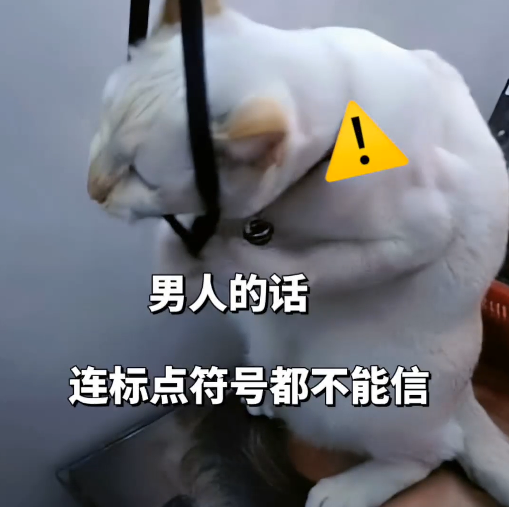 《警惕！这只猫咪告诉你：男人的话连标点符号都不能信》 表情包｜周五周五 敲锣打鼓Meme GIF - MemeVerse, Never ...