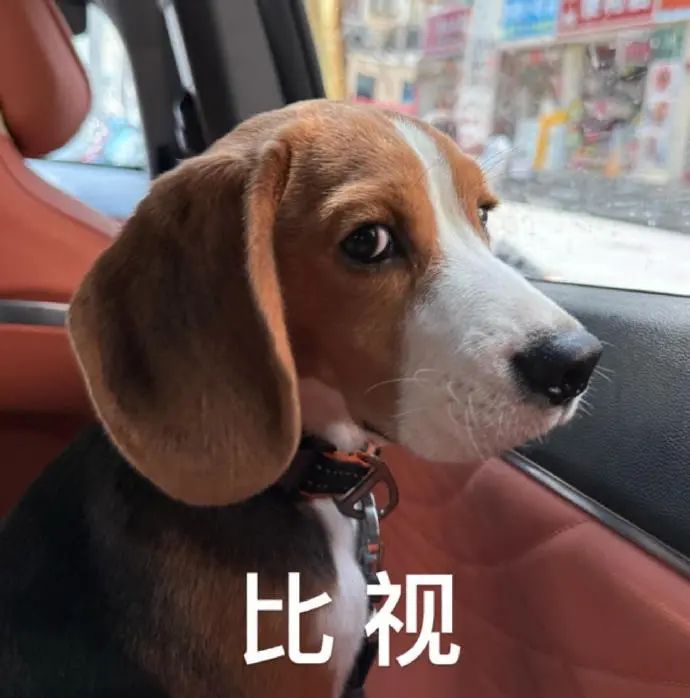 可爱比格犬坐车望向窗外 配文“比视”尽显萌态 一些我私藏的比格表情包表情包图片gif动图 - 求表情网,斗图从此不求人!