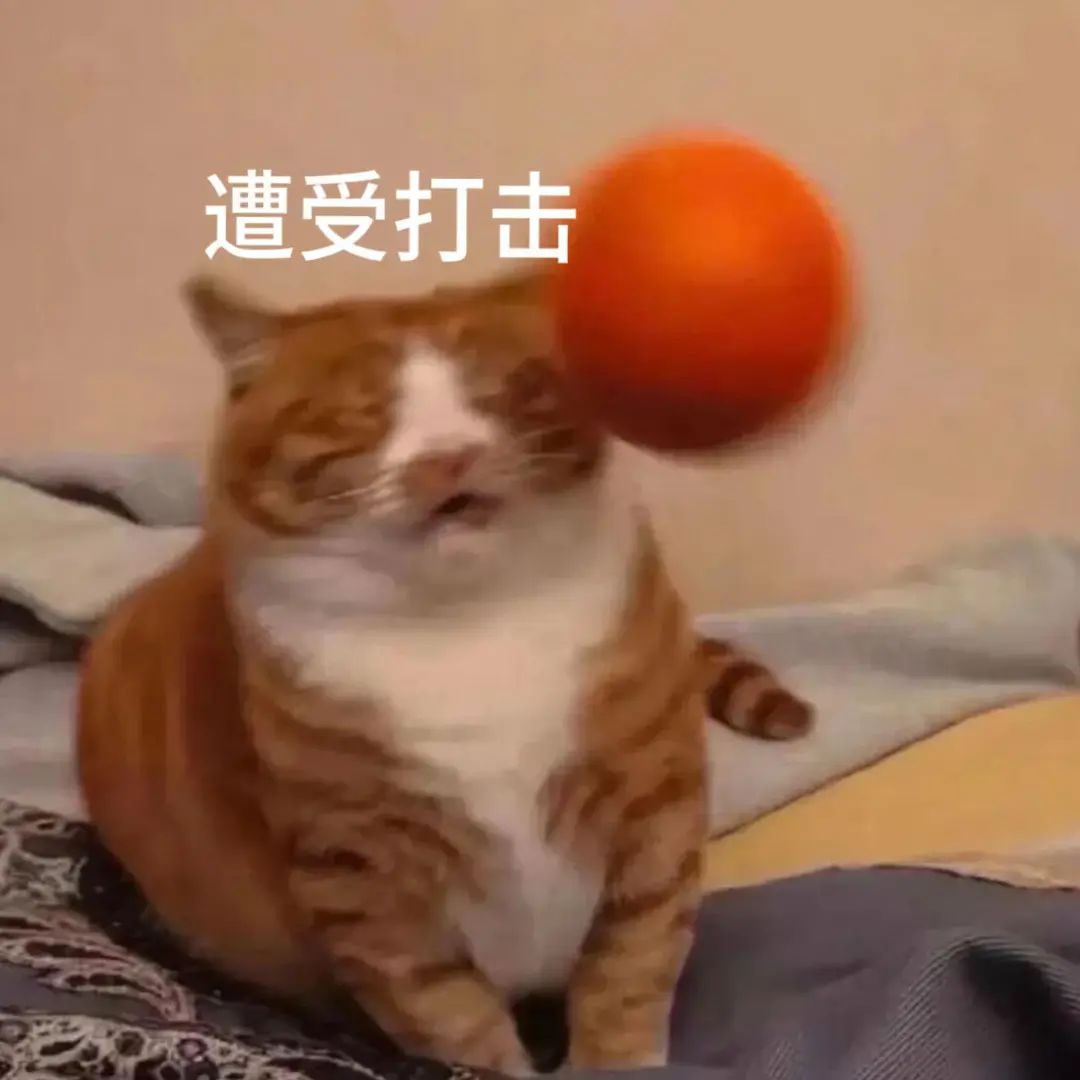 橘猫被红色球砸中一脸懵，配文“遭受打击”的搞笑表情包 表情包丨真的好喜欢这个表情包啊啊啊啊啊表情包图片gif动图 - 求表情网,斗图从此不求人!