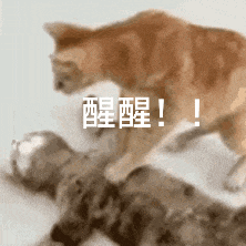 一只猫在急切地呼喊另一只猫“醒醒”的可爱动态表情包 表情包丨我马上到Meme GIF - MemeVerse, Never Lose a ...