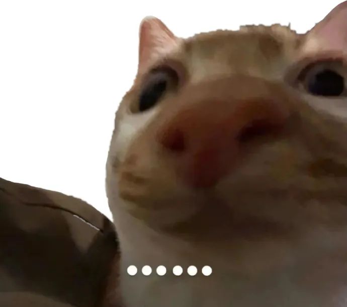 可爱猫咪的大脸特写,表情呆萌超惹人爱 抽象猫meme表情包表情包图片gif动图 - 求表情网,斗图从此不求人!