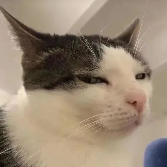 慵懒猫咪眯着眼,一脸生无可恋的可爱模样 抽象猫meme表情包表情包图片gif动图 - 求表情网,斗图从此不求人!