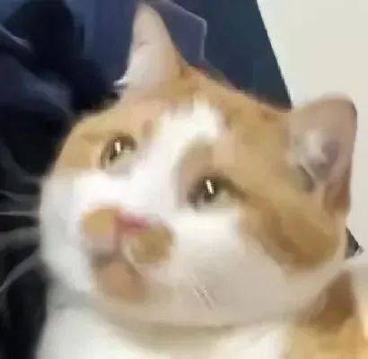 抽象猫meme表情包相关表情包,表情包专辑 - 求表情网,斗图从此不求人!