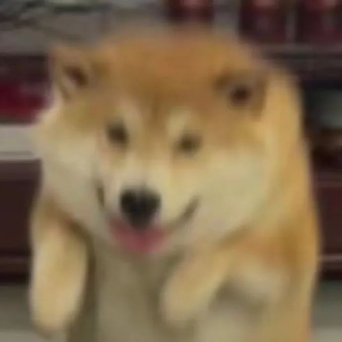 可爱柴犬兴奋跳起,吐舌露齿笑超萌超治愈 用来装傻装不懂的表情包表情包图片gif动图 - 求表情网,斗图从此不求人!