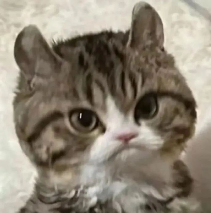 呆萌小猫瞪大双眼,可爱模样让人忍不住收藏的表情包 用来装傻装不懂的表情包表情包图片gif动图 - 求表情网,斗图从此不求人!