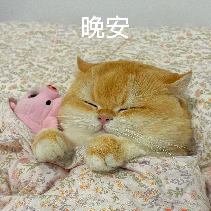 《可爱橘猫盖着花被抱着玩偶,配文“晚安”超温馨》 太喜欢这组猫咪表情包了 表情包图片gif动图 - 求表情网,斗图从此不求人!