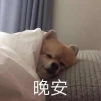 可爱小狗裹着被子趴在枕头上,配文“晚安”超温馨 晚安表情包来啦表情包图片gif动图 - 求表情网,斗图从此不求人!