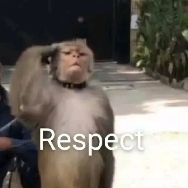 猴子敬礼配Respect 幽默传递尊重态度 抖音热门表情包 丨 咪晚上要吃麻辣烫表情包图片gif动图 - 求表情网,斗图从此不求人!