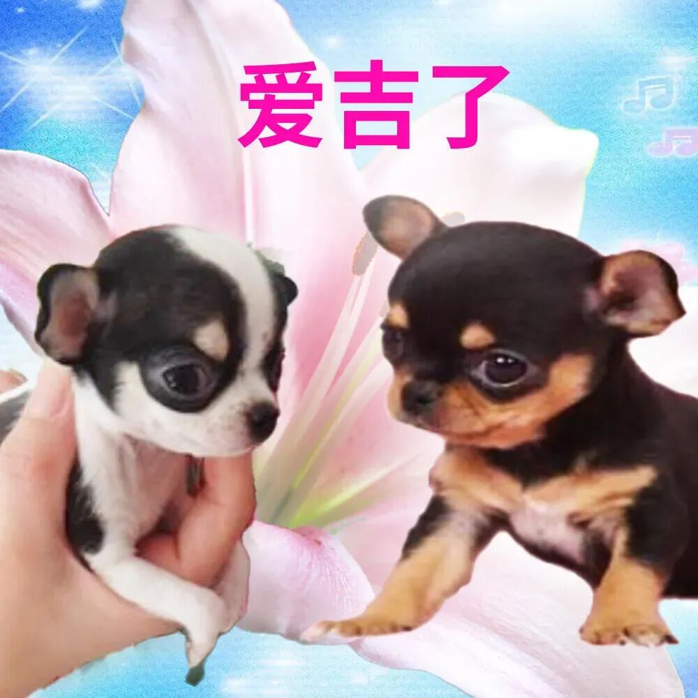 两只吉娃娃萌态互动,“爱吉了”尽显喜爱 邪恶吉娃娃表情包表情包图片gif动图 - 求表情网,斗图从此不求人!