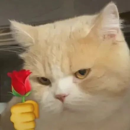 橘猫一脸嫌弃,面对递来的玫瑰满是不情愿 小猫咪拿玫瑰表情包 表情包图片gif动图 - 求表情网,斗图从此不求人!
