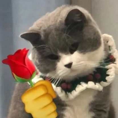 戴花领的猫猫面对递来的玫瑰,一脸嫌弃 小猫咪拿玫瑰表情包 表情包图片gif动图 - 求表情网,斗图从此不求人!